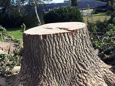 Bomen omzagen foto