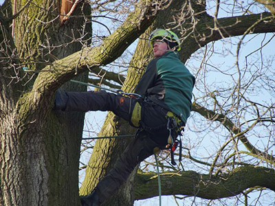 Bomen omzagen foto