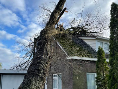 Bomen omzagen foto