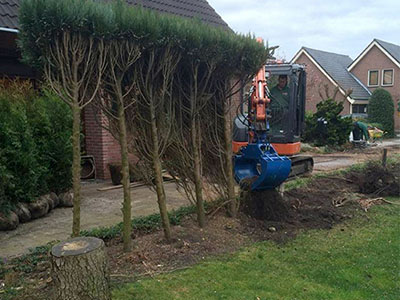 Bomen omzagen foto