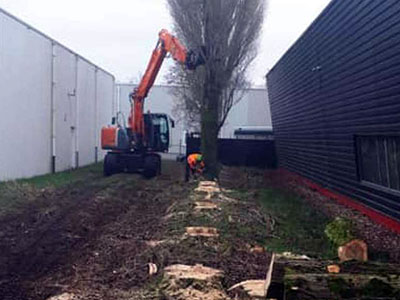 Bomen omzagen foto