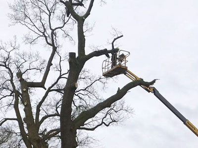 Bomen omzagen foto