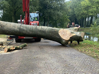 Bomen omzagen foto