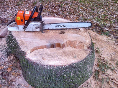 Bomen omzagen foto