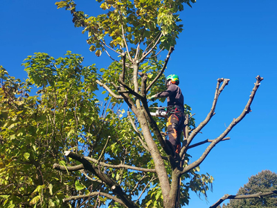 Bomen omzagen foto