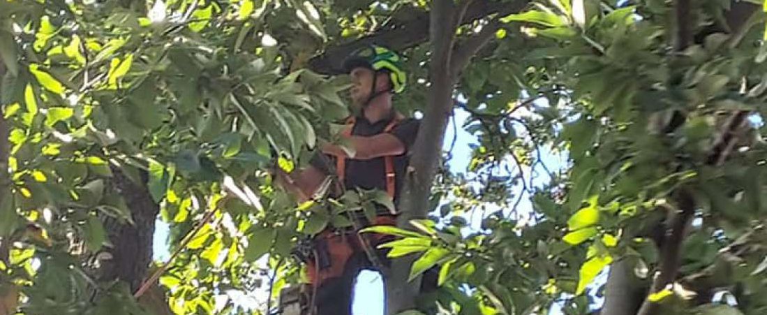 bomen zager in boom geklommen